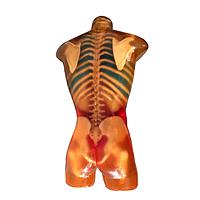 True Phantom Solutions CT-A01 ຮ່າງກາຍຜູ້ໃຫຍ່ສໍາລັບ X-Ray CT, MRI