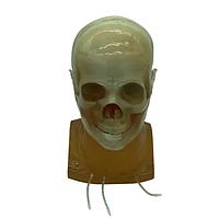 True Phantom Solutions HD-A03 ຫົວຜູ້ໃຫຍ່ (ມາດຕະຖານ) ສໍາລັບ X-Ray CT, US, MRI