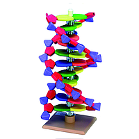 PHYWE 39851-00 DNA-Model ມີ 12 Basepairs