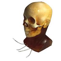 True Phantom Solutions HD-A02 ຫົວຜູ້ໃຫຍ່ (ການເຄື່ອນໄຫວ) ສໍາລັບ X-Ray CT, US, MRI