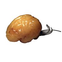 True Phantom Solutions BN-A02 Adult Brain (Complex) For X-Ray CT, US, MRI