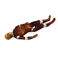 True Phantom Solutions FB-A01 ຮ່າງກາຍຜູ້ໃຫຍ່ທົ່ວໄປສໍາລັບ X-Ray CT, MRI