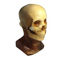 True Phantom Solutions HD-A01 ຫົວຜູ້ໃຫຍ່ (ຄົງທີ່) ສໍາລັບ X-Ray CT, US, MRI