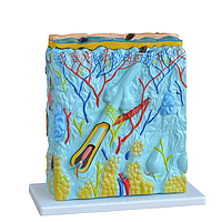 PHYWE MOD-SKIN ຕົວແບບຜິວໜັງ (27 x 10 x 31 cm)