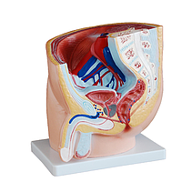 PHYWE MOD-MALEPELVIS ເພດຊາຍ (Natural size)