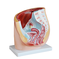 PHYWE MOD-FEMALEPELVIS ມະນຸດ Pelvis ເພດຍິງ (natural size)