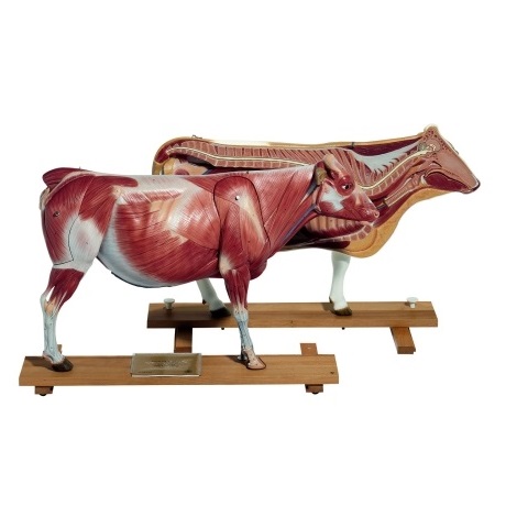 ສະຖານີເຮັດວຽກສຳລັບງານສັດວິທະຍາໃນຫ້ອງປະກອບການ