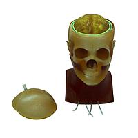 True Phantom Solutions HD-C03 ຫົວຜູ້ໃຫຍ່ (ການເຄື່ອນໄຫວ, ຂັ້ນສູງ) ສໍາລັບ X-Ray CT, US, MRI