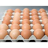 Tips for knowing what temperature to incubate chicken eggs is enough