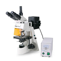 HINOTEK XYL-146YAT ກ້ອງຈຸລະທັດ Epi-fluorescence (4X-100X)