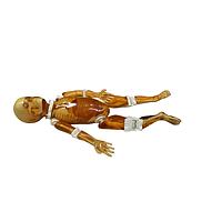 True Phantom Solutions FB-P01 ຮ່າງກາຍເຕັມສໍາລັບການຖ່າຍຮູບ X-Ray CT, MRI ສຳລັບເດັກນ້ອຍ