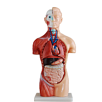 PHYWE MOD-MINITORSO Mini Torso (42 cm)