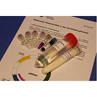 PHYWE KLA-530-100 ຊຸດ Bacterial Plasmid DNA ໃນ Gel Electrophoresis