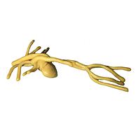 True Phantom Solutions HT-A01 ຫົວໃຈຜູ້ໃຫຍ່ ສໍາລັບ X-Ray CT, US, MRI