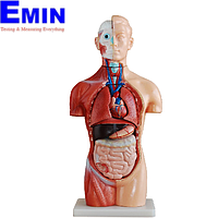 PHYWE MOD-MINITORSO Mini Torso (42 cm)